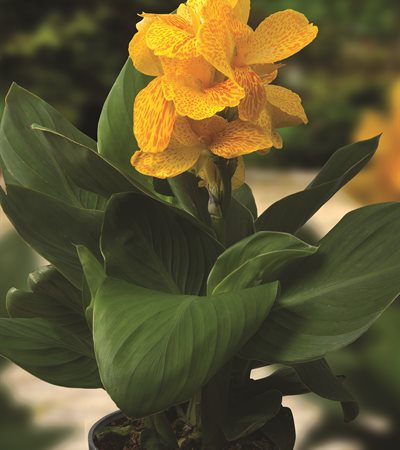 Canna Lily CannaSol™ Happy Emily®